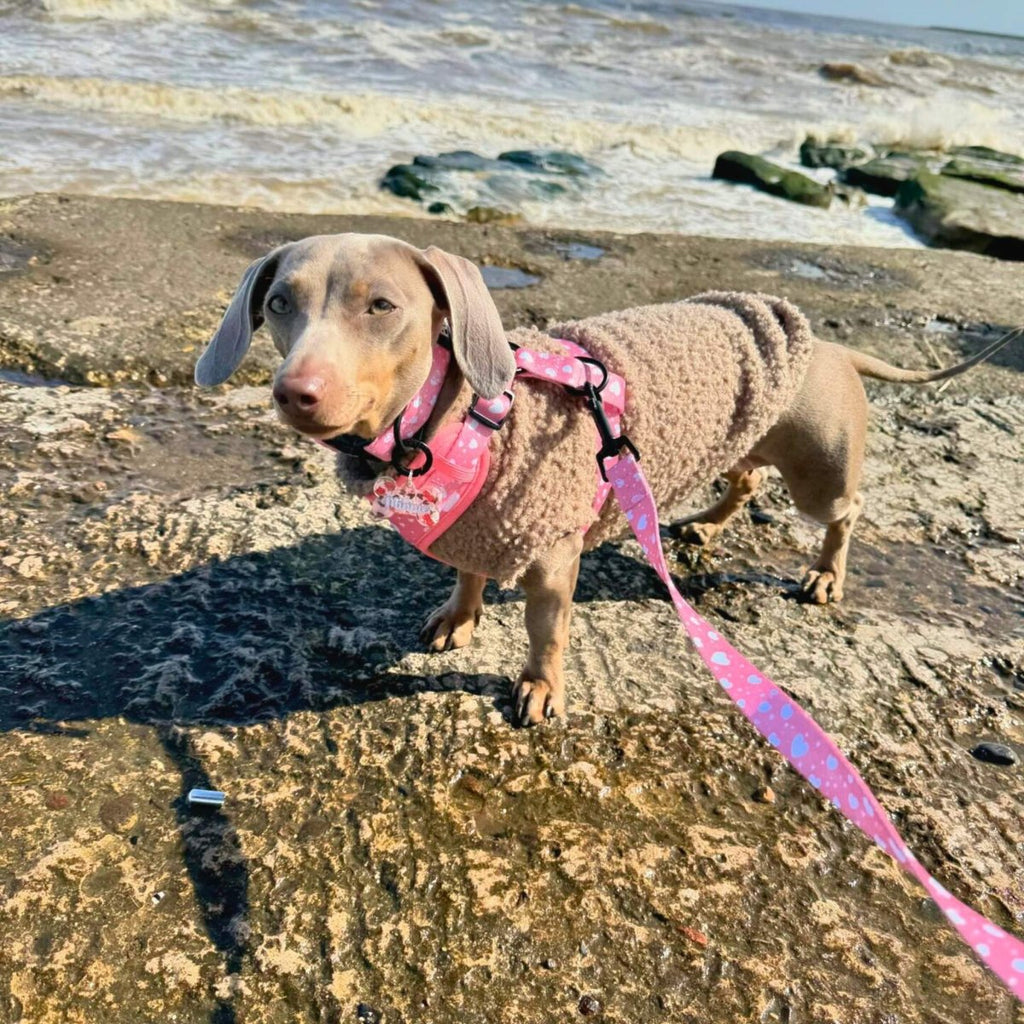 Silver dachshund on a rocky beach wearing a teddy fleece and pink harness, clipped to the Peachy Hearts Dog Lead