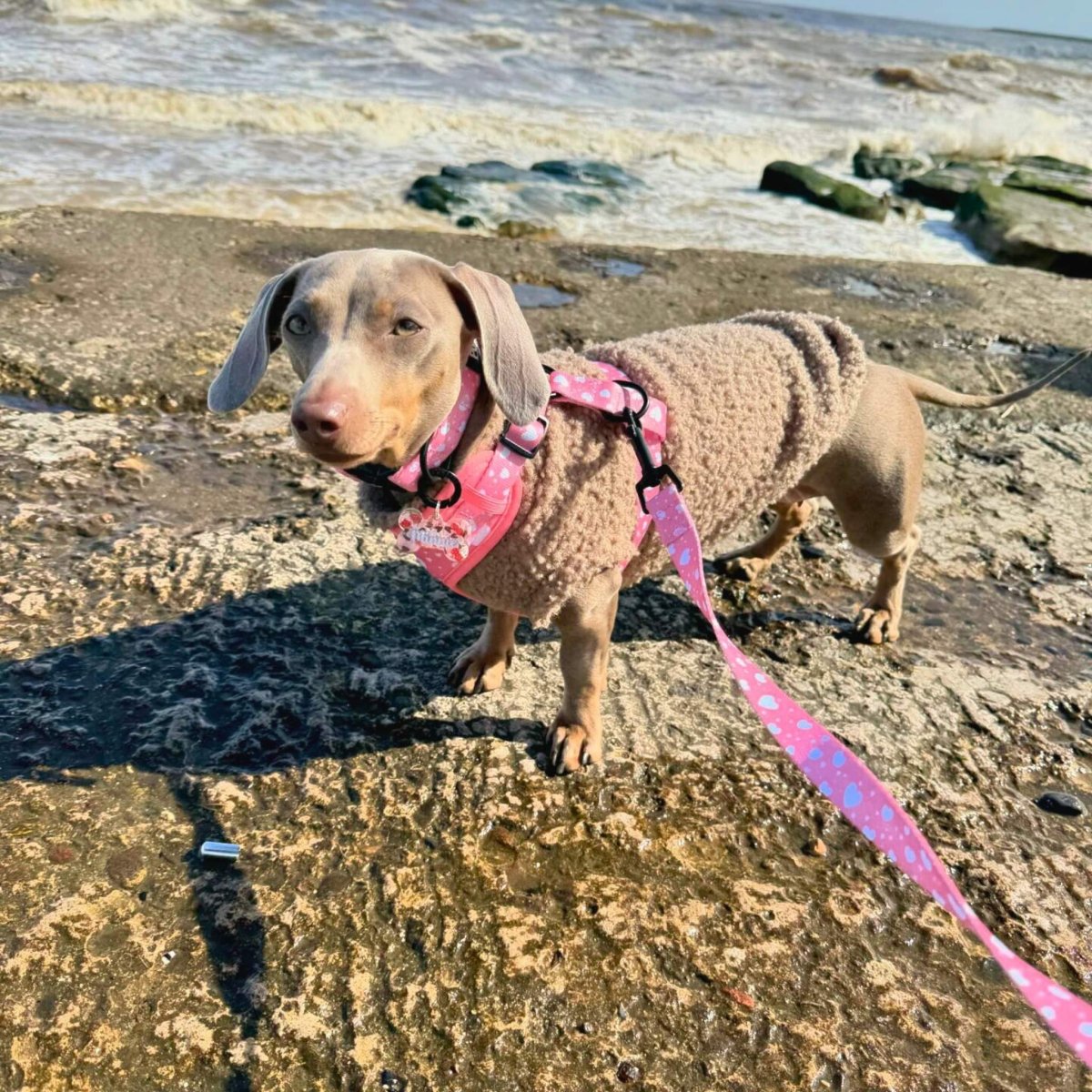 Silver dachshund on a rocky beach wearing a teddy fleece and pink harness, clipped to the Peachy Hearts Dog Lead