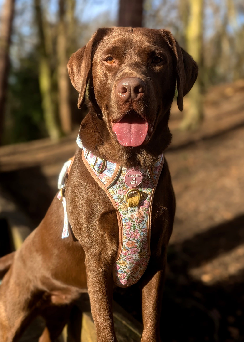 Chocolate Labrador in the woods wearing the pastel floral harness