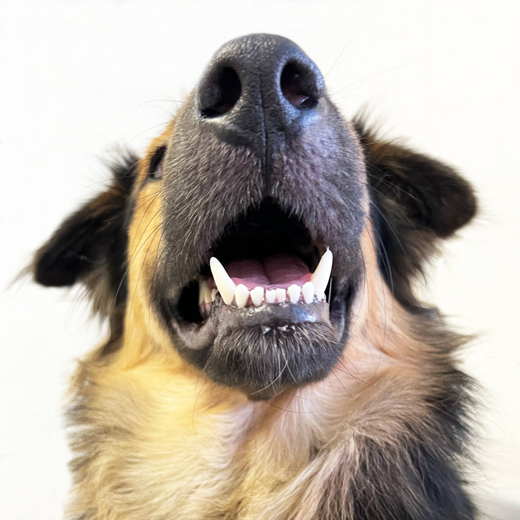 Close-up of a tricolour dog looking up with mouth open showing clean white teeth