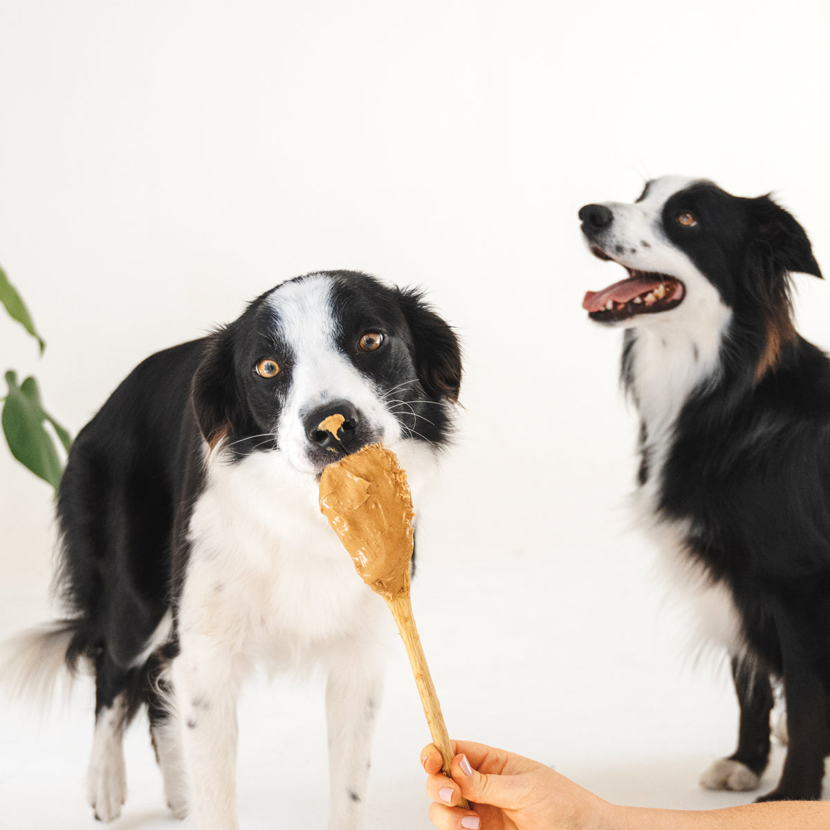 Two border collies, one licking peanut butter from a wooden spoon held out by a hand