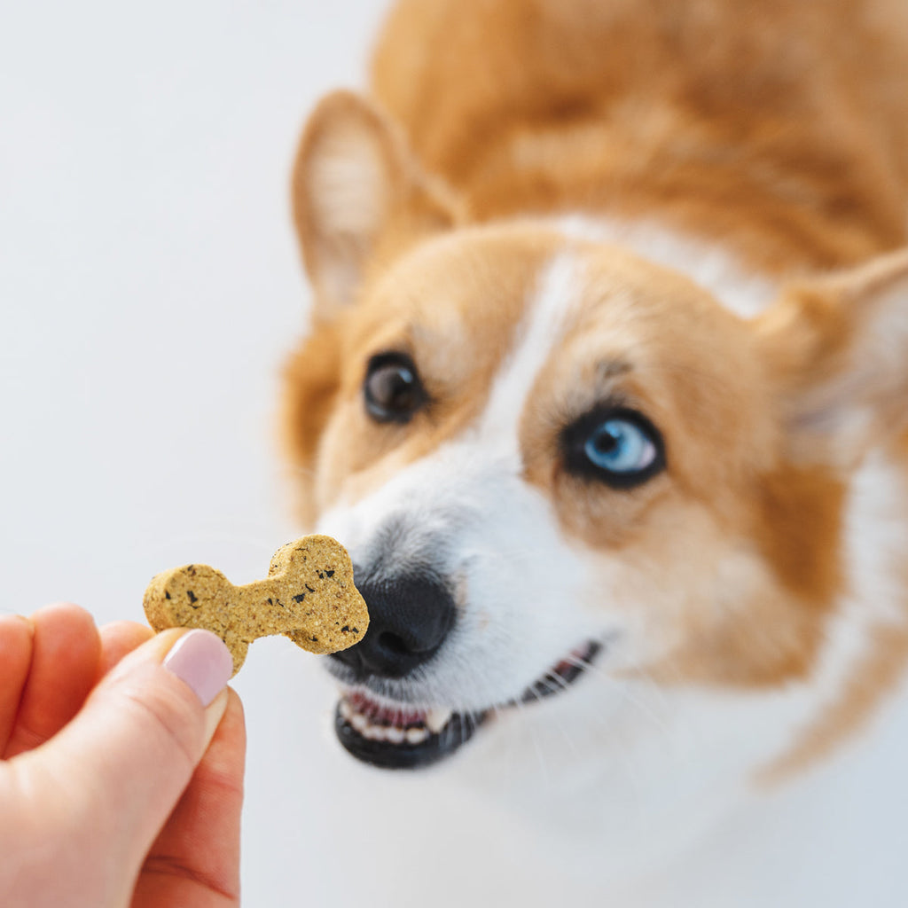 Corgi with blue eyes taking a Minty Fresh bone biscuit from a hand