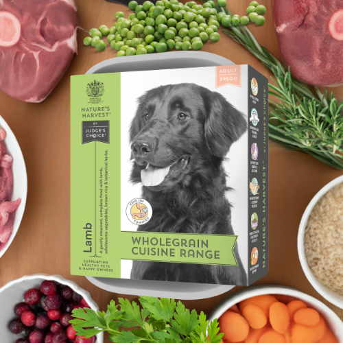 Nature's Harvest Lamb & Brown Rice wet dog food tray with flat-coated retriever, lamb, peas and carrots