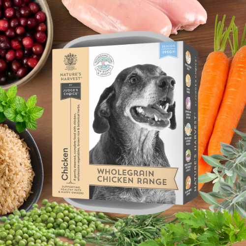 Nature's Harvest Chicken & Brown Rice Senior wet dog food tray with grey-muzzled dog, chicken, rice, peas and carrots