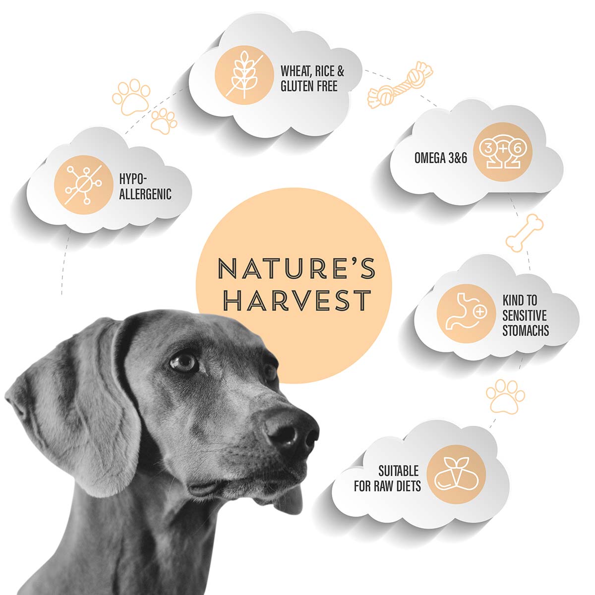 Hound with Nature's Harvest icons for wheat, rice and gluten free, omega 3 & 6 and raw diet suitability