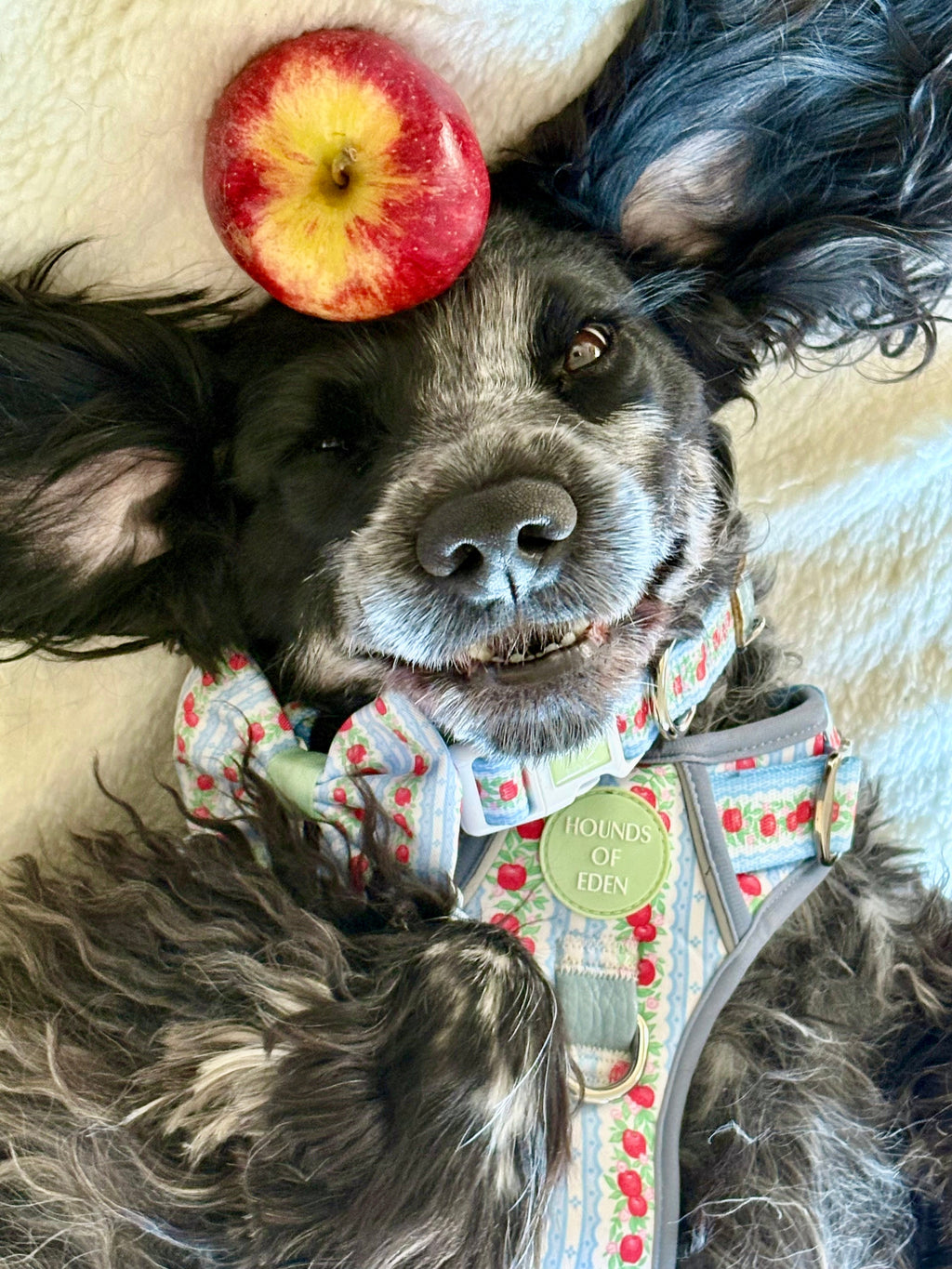 Blue roan cocker spaniel with a red apple on its head, wearing the apple print harness