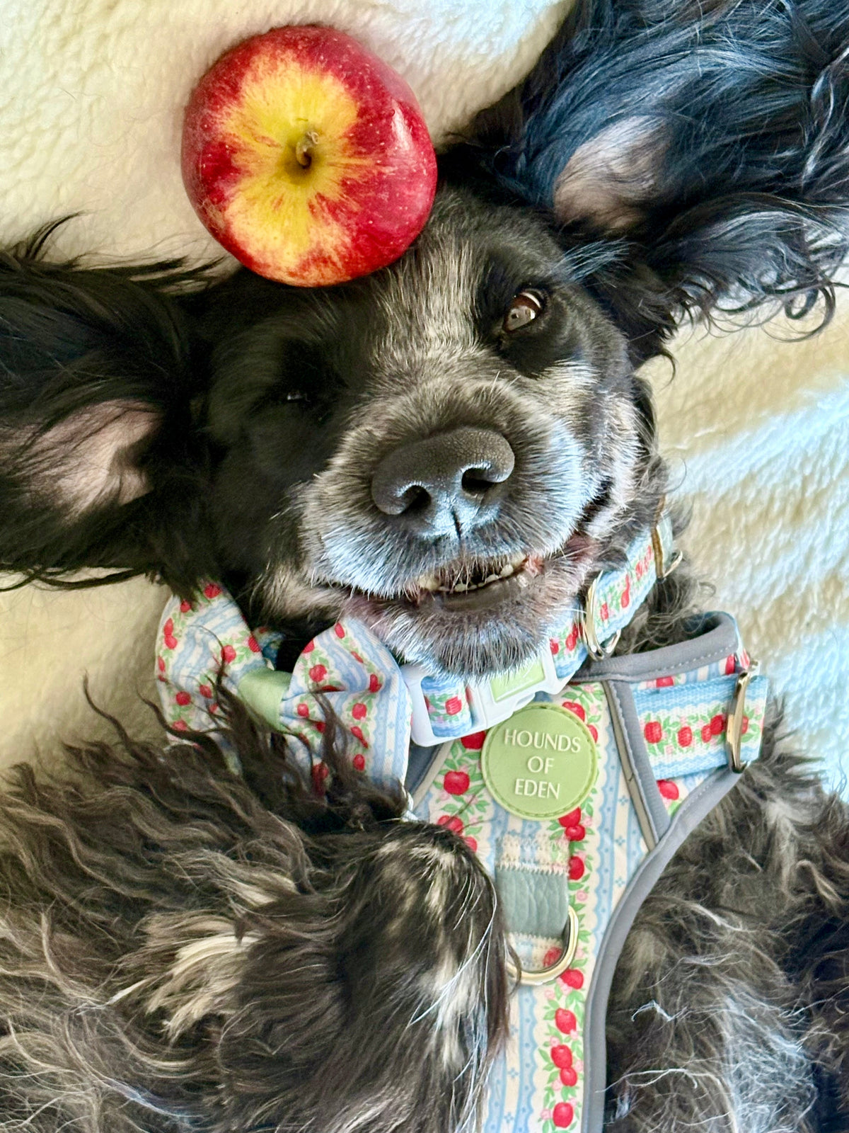 Blue roan cocker spaniel with a red apple on its head, wearing the apple print harness