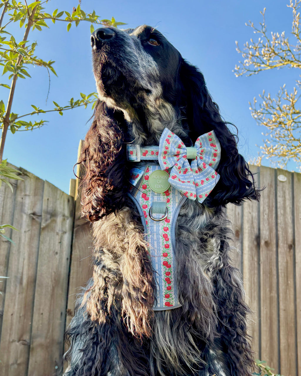 Blue roan cocker spaniel by a fence wearing the apple print harness and bow