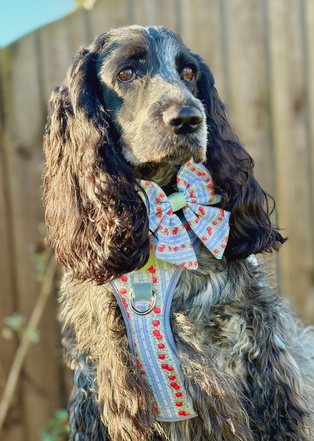 Blue roan cocker spaniel wearing the apple print harness and matching bow