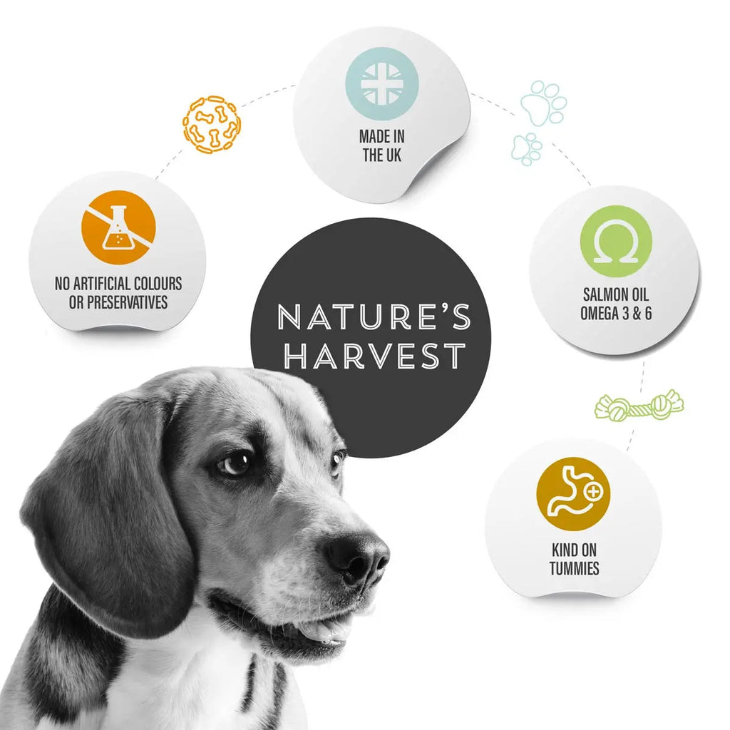 Beagle with Nature's Harvest icons: made in the UK, salmon oil omega 3 & 6, no artificial colours