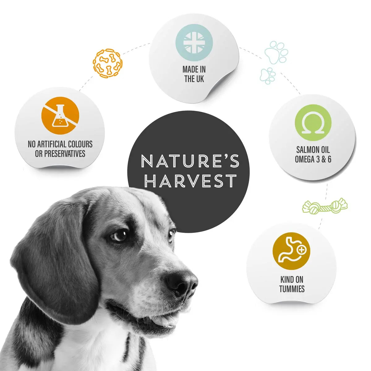 Beagle with Nature's Harvest icons: made in the UK, salmon oil omega 3 & 6, no artificial colours