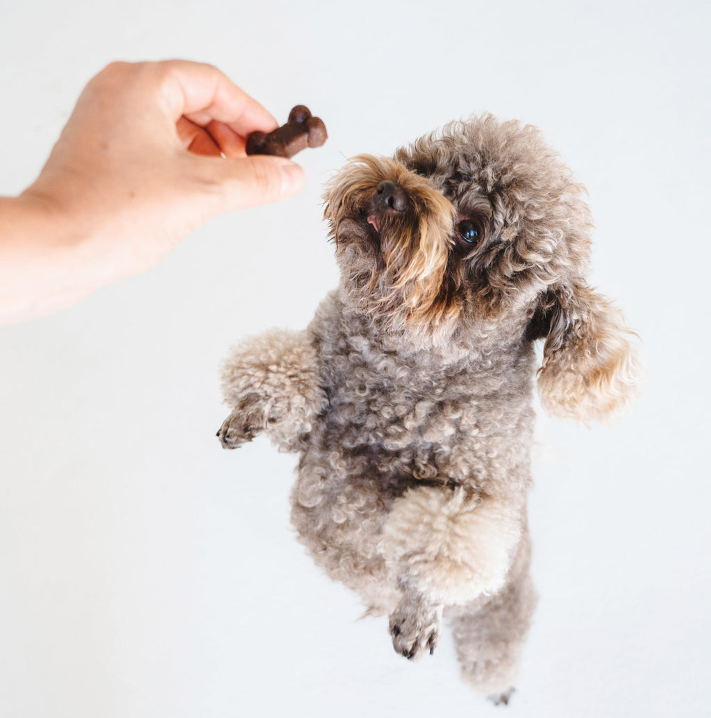 Grey curly-coated dog leaping for a Soft Bites treat held in a hand
