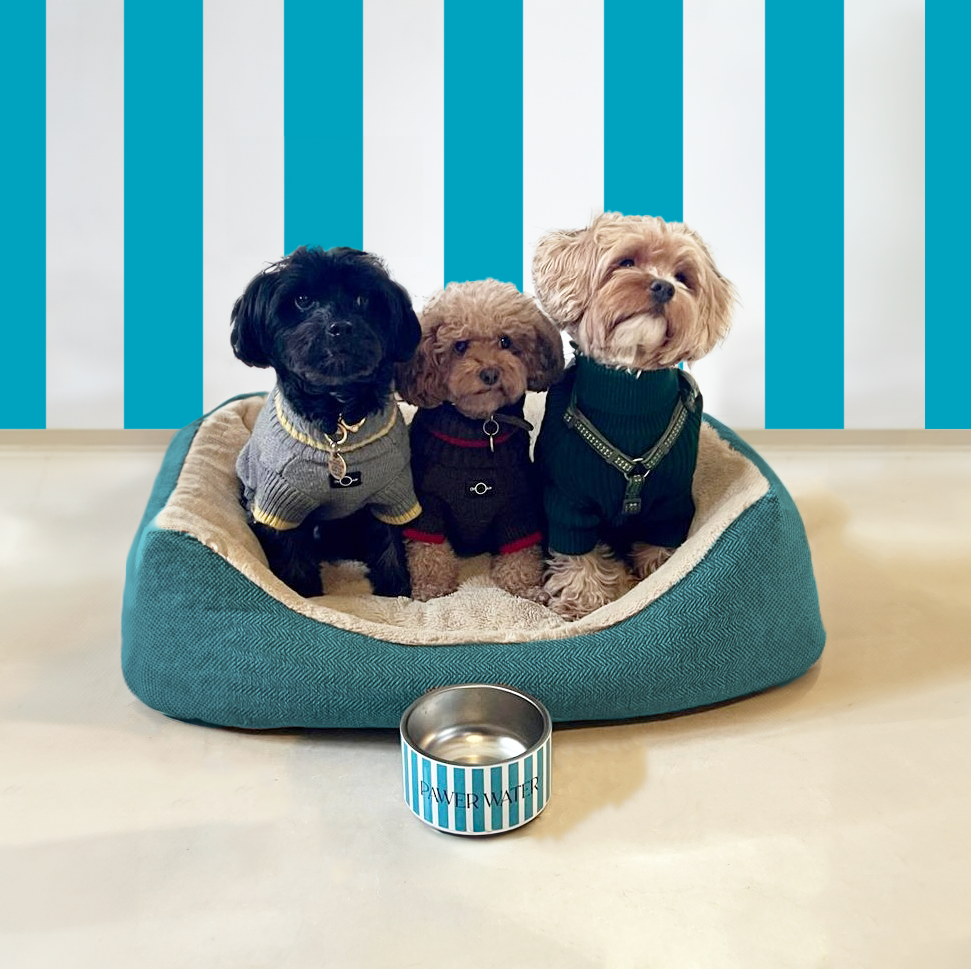 Three small fluffy dogs in jumpers on a teal bed with a striped bowl in front