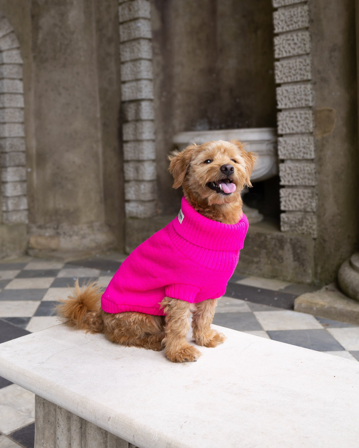Smiling golden dog in a fandango pink wool jumper on a stone bench
