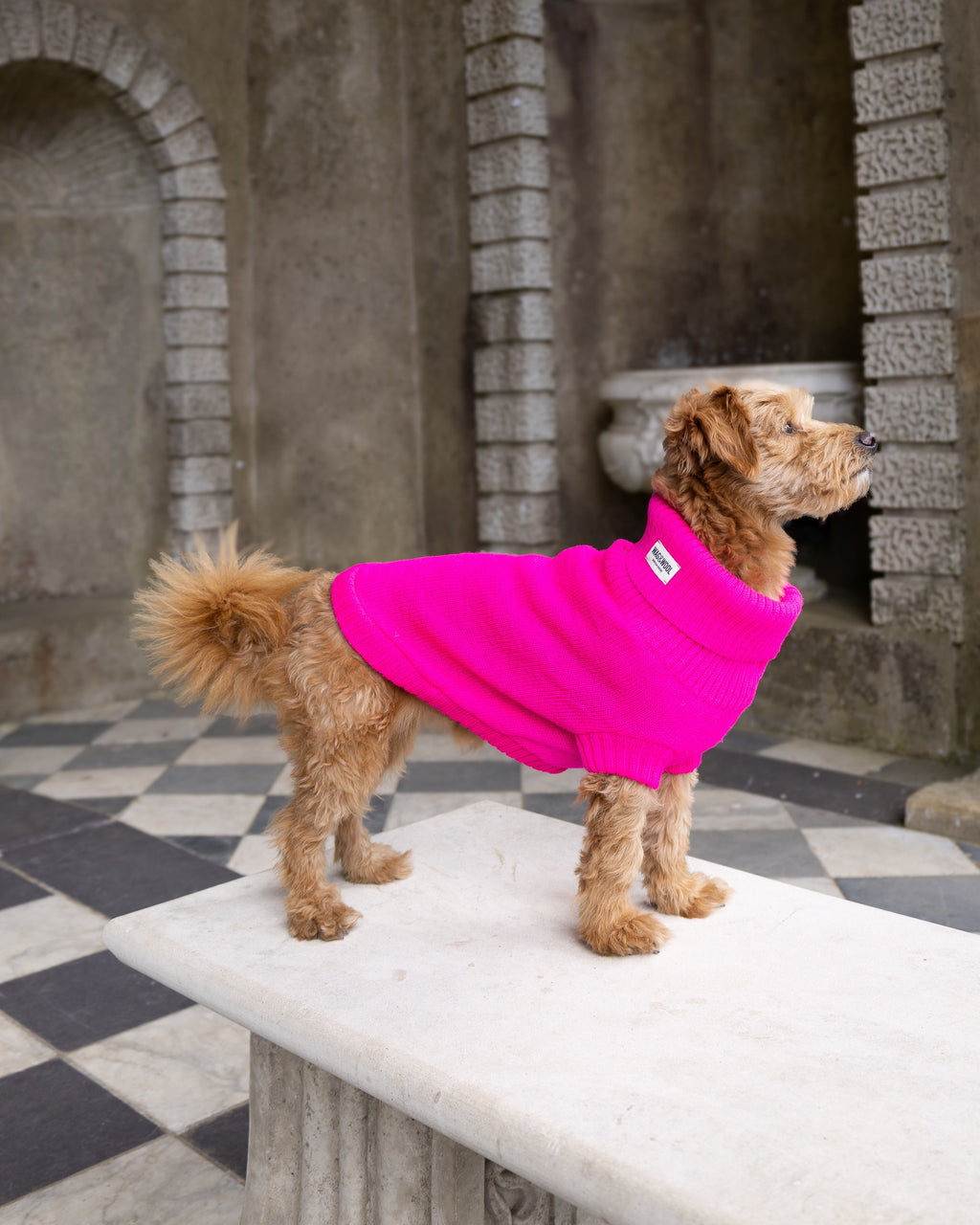 Golden dog in a bright pink wool jumper standing on a stone bench