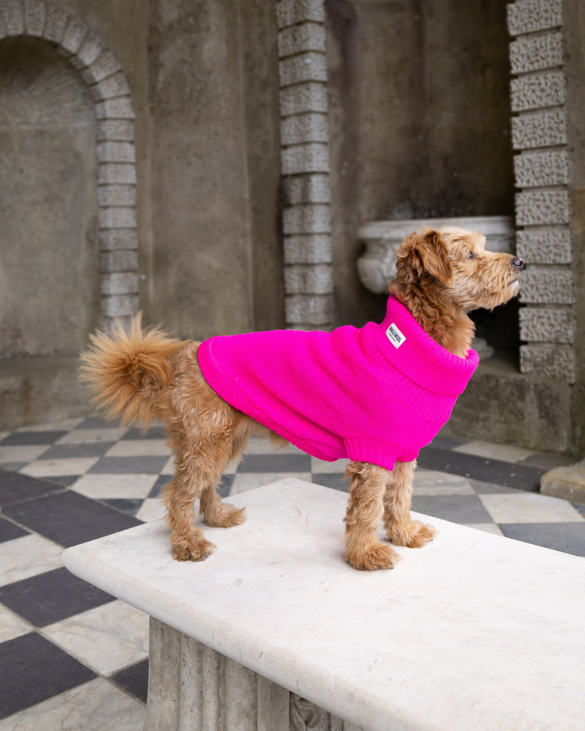 Golden dog in a bright pink wool jumper standing on a stone bench