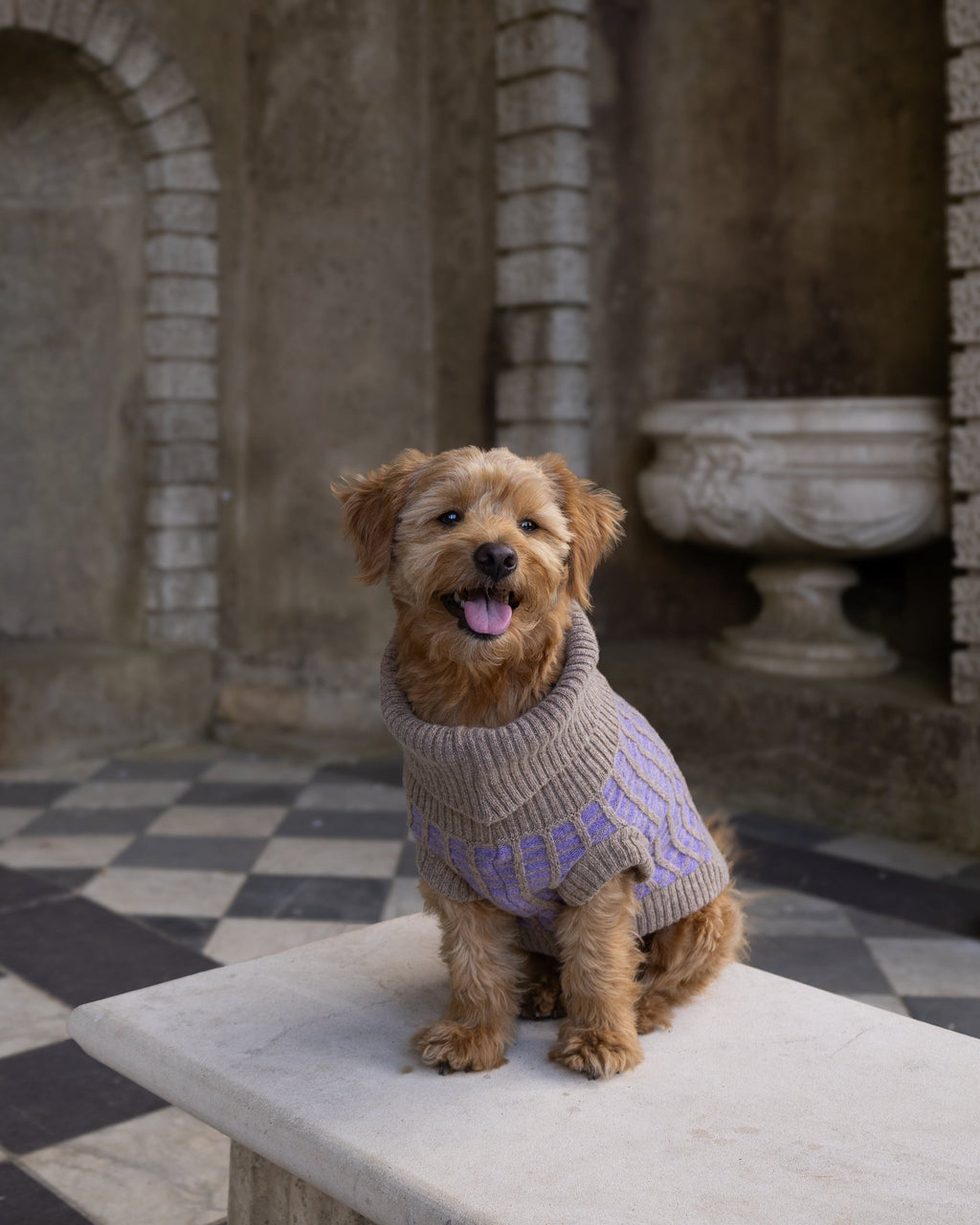 Happy golden dog in a purple merino jumper sitting on a stone bench
