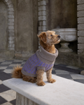 Golden terrier-cross dog in a purple and taupe merino jumper on a stone bench