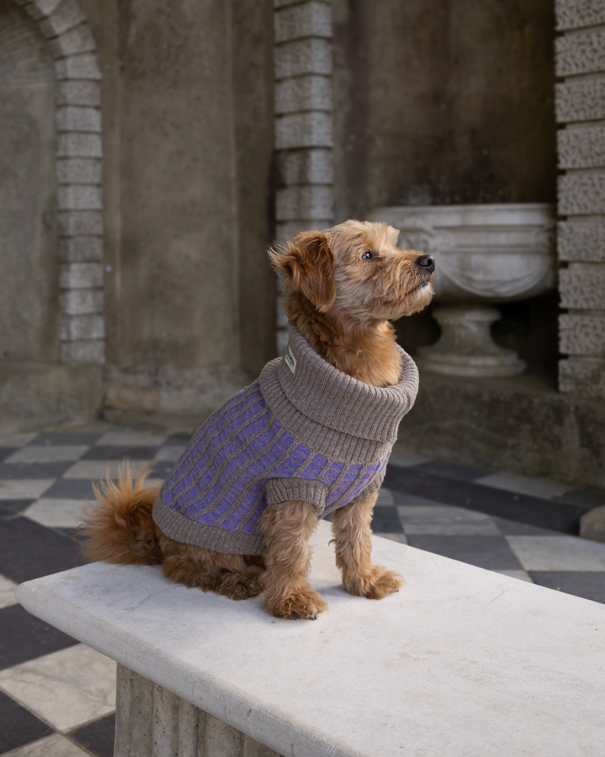 Golden terrier-cross dog in a purple and taupe merino jumper on a stone bench