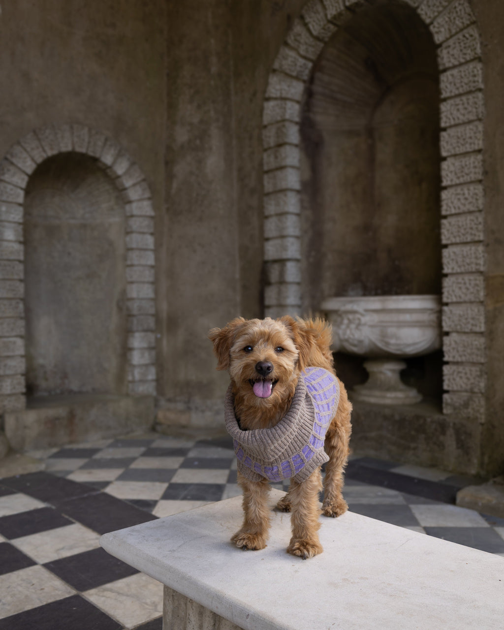 Golden dog in a purple merino jumper on a bench between stone arches