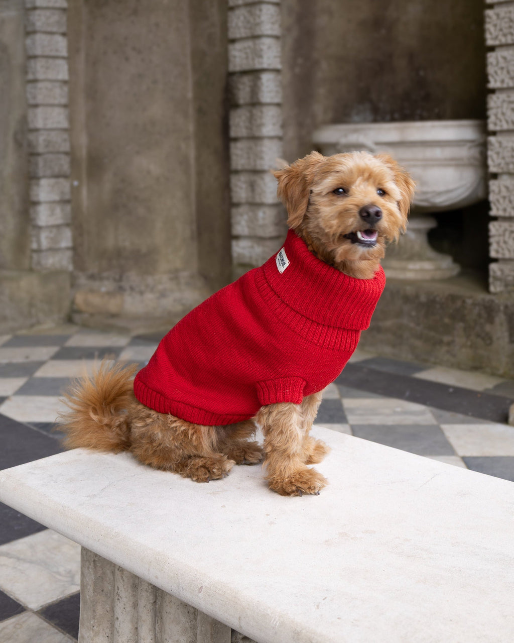 Happy golden dog in a cherry red wool jumper sitting on a stone bench
