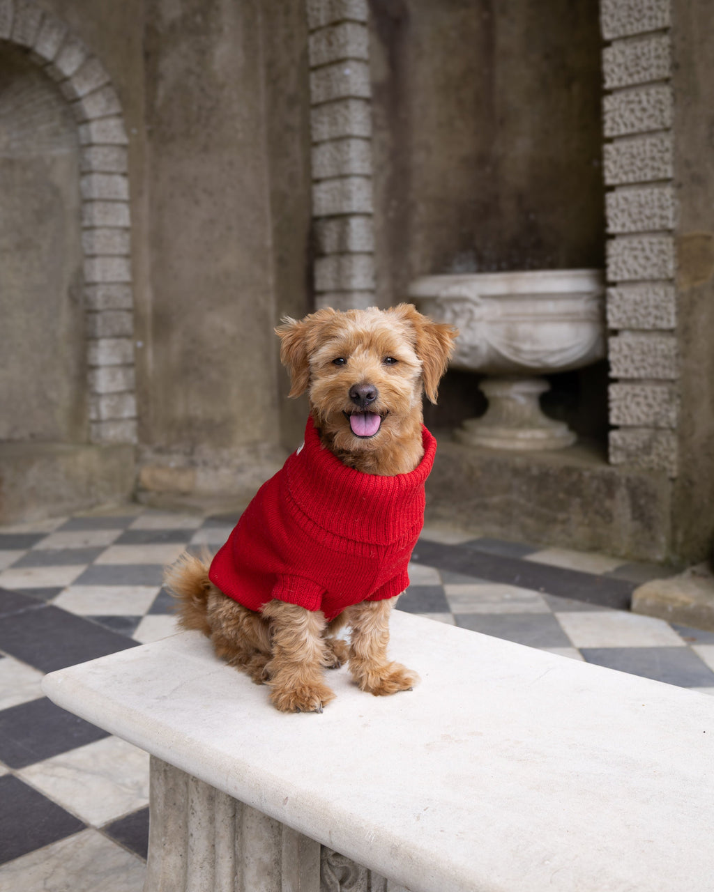 Smiling golden dog in a cherry red wool jumper sitting on a stone bench