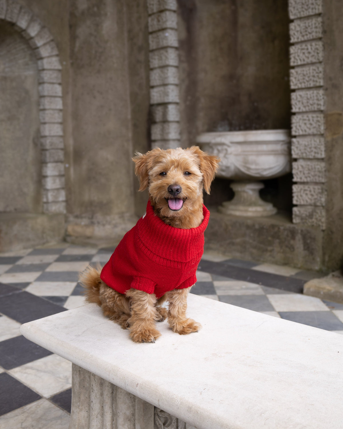 Smiling golden dog in a cherry red wool jumper sitting on a stone bench