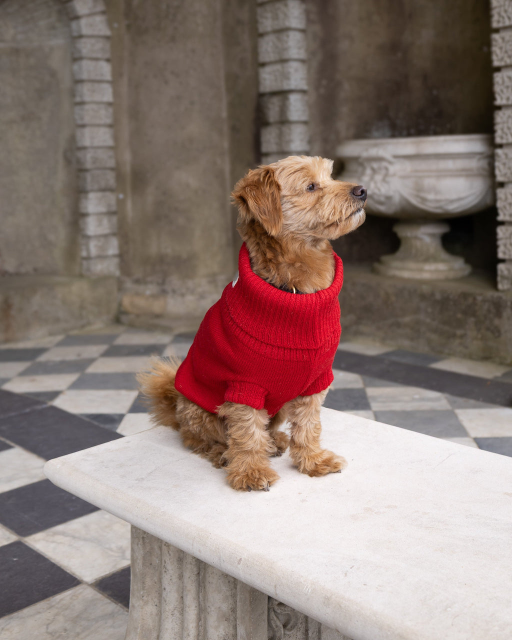 Golden dog in a cherry red wool roll-neck jumper on a stone bench