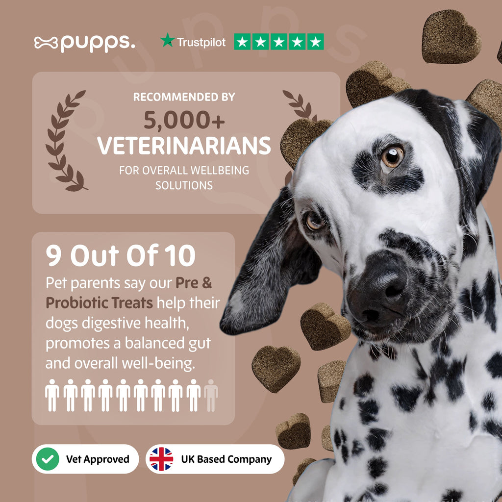 Pupps Pre & Probiotic promotional graphic featuring a Dalmatian tilting its head