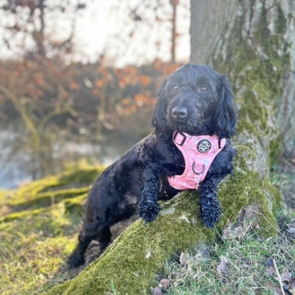 Rugged Rover No-Pull Dog Harness – Peachy Hearts