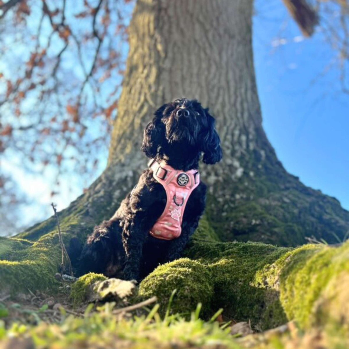 Rugged Rover No-Pull Dog Harness – Peachy Hearts