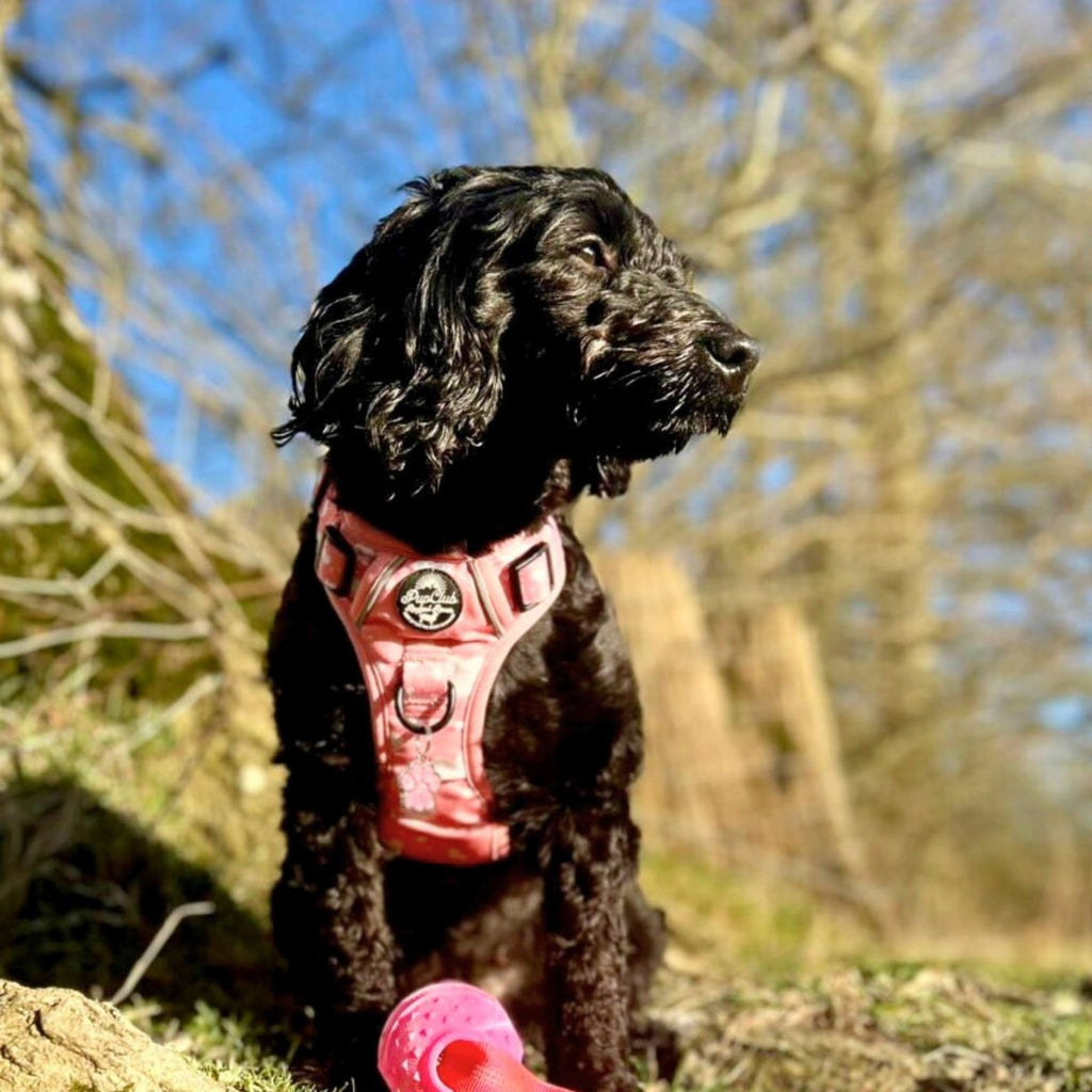 Black cocker spaniel outdoors in the Rugged Rover Peachy Hearts harness