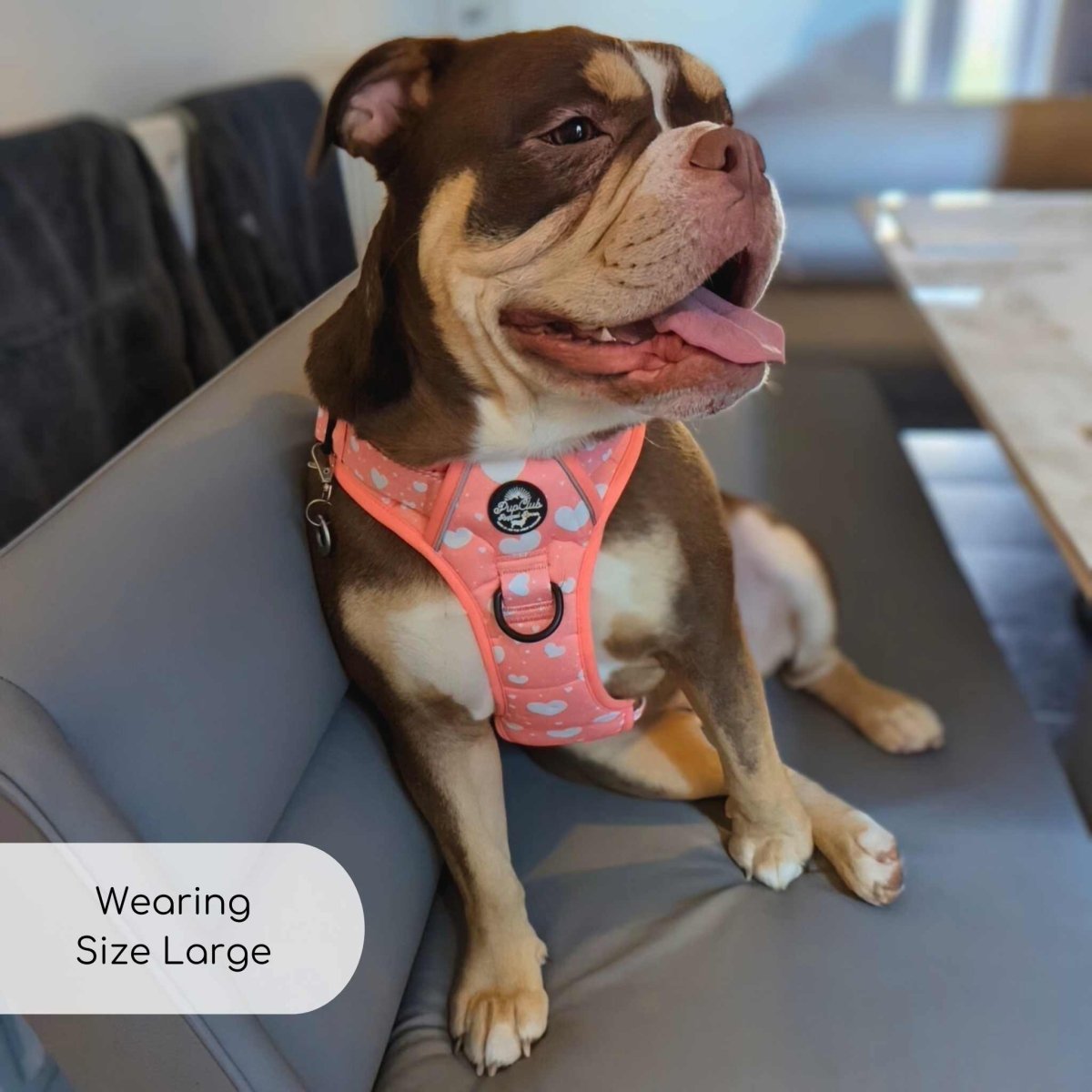 Bulldog on a sofa wearing the Rugged Rover Peachy Hearts harness in Large