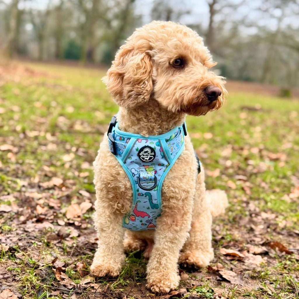 Cockapoo sitting in a park wearing the Rugged Rover Jurassic Party harness