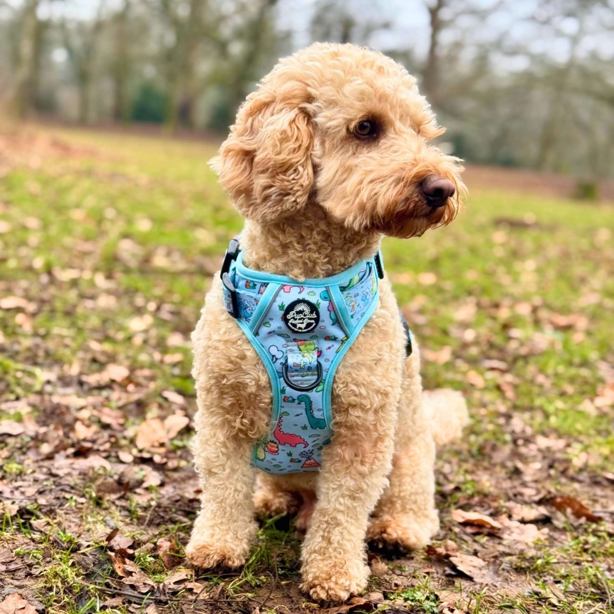 Cockapoo sitting in a park wearing the Rugged Rover Jurassic Party harness