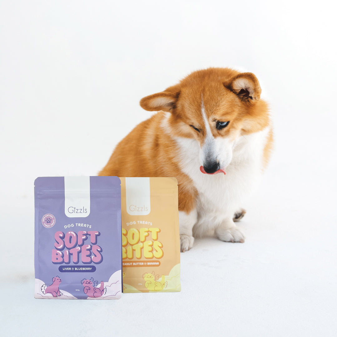 Corgi licking its lips beside purple and yellow Soft Bites pouches