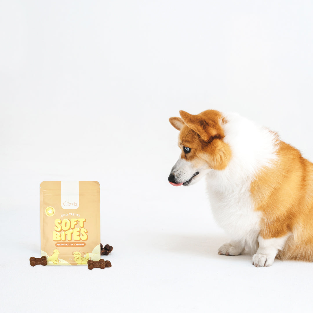 Corgi looking at a small Soft Bites Peanut Butter & Banana pouch with treats