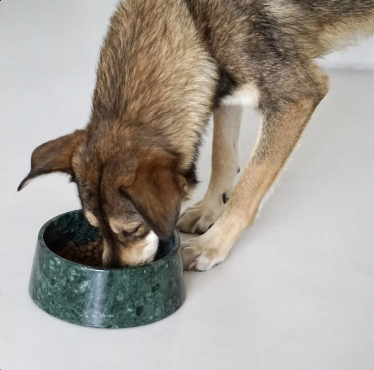 Brown and white dog eating from the dark green marble bowl