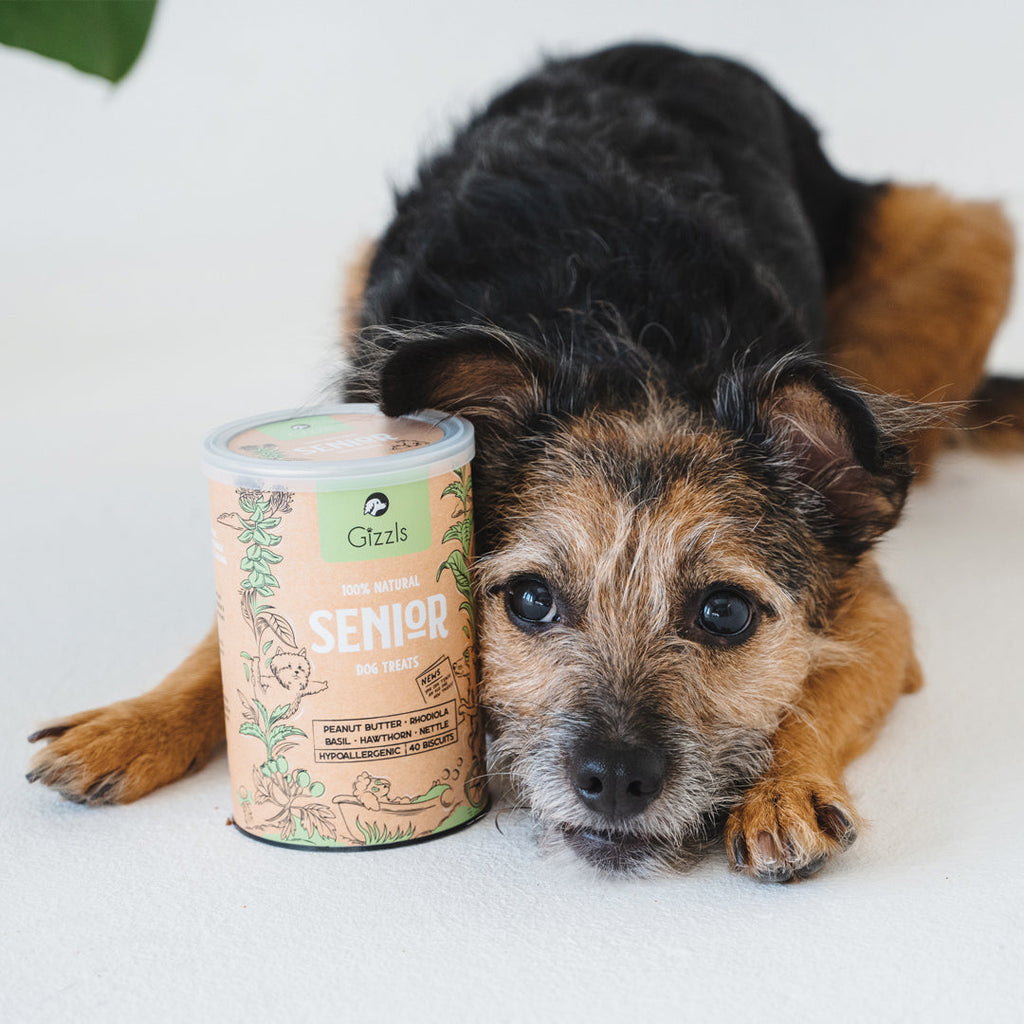 Black and tan scruffy terrier resting its head beside a Senior Dog Treats tin