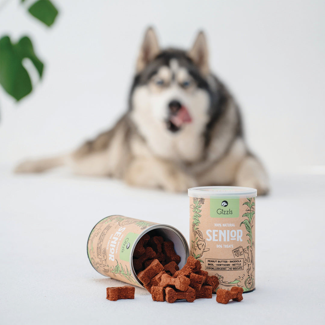 Husky licking its lips next to a tipped-over Senior Dog Treats tin and biscuits