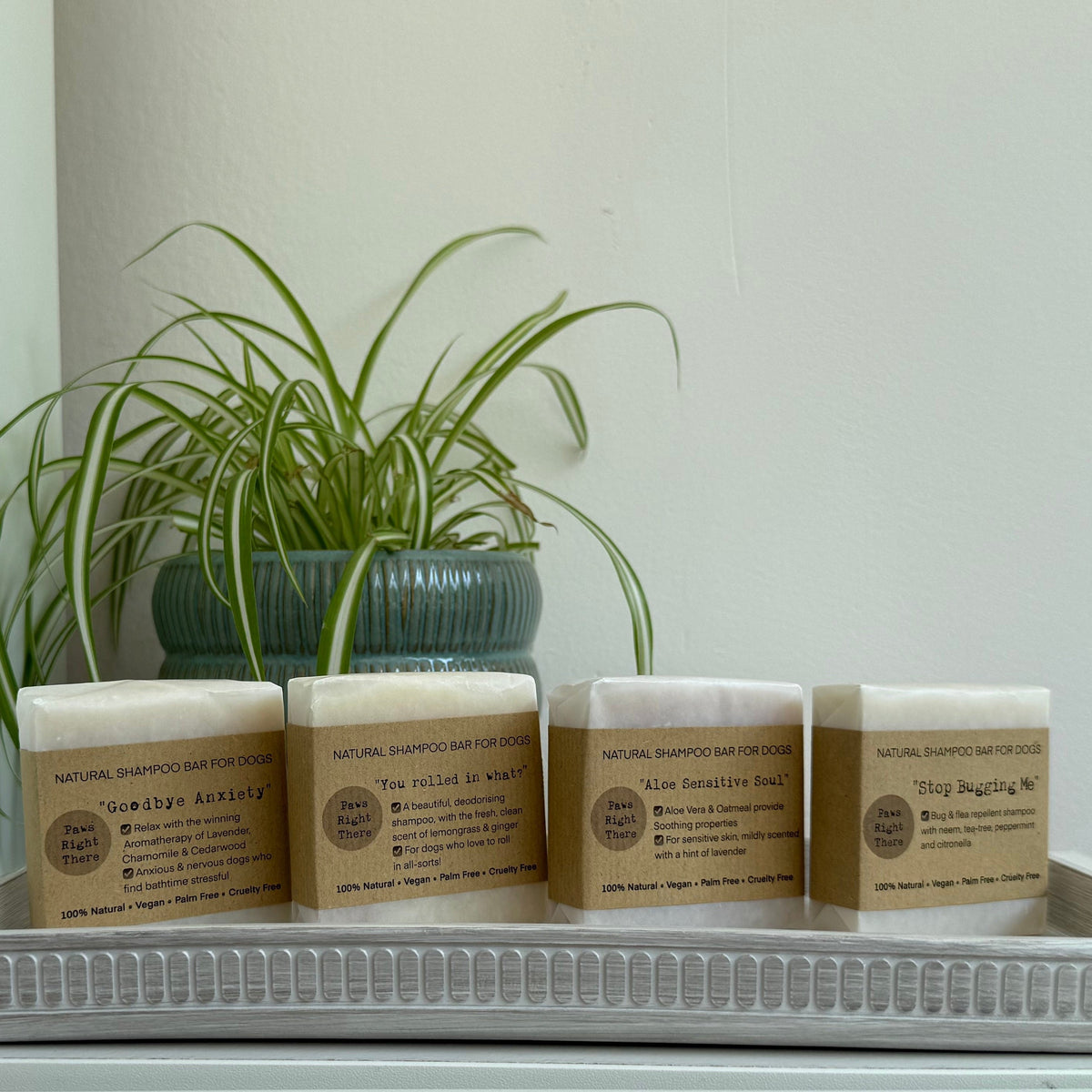 Four Paws Right There natural dog shampoo bars lined up on a tray beside a house plant