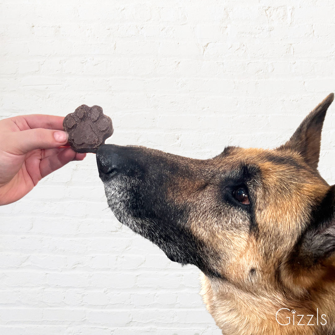 German Shepherd sniffing a paw-shaped Zoomie Bites Peanut Butter & Banana soft treat held in a hand