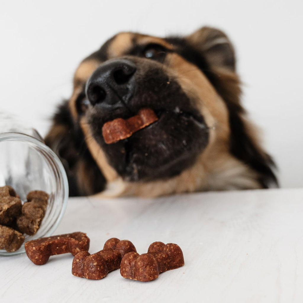 German Shepherd cross lying down eating Soft Bites treats spilled from a glass jar