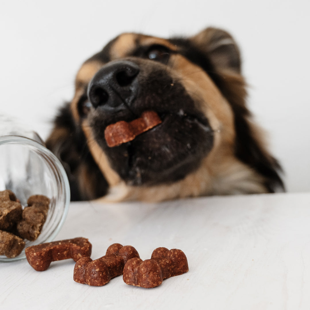 German Shepherd cross lying down eating Soft Bites treats spilled from a glass jar
