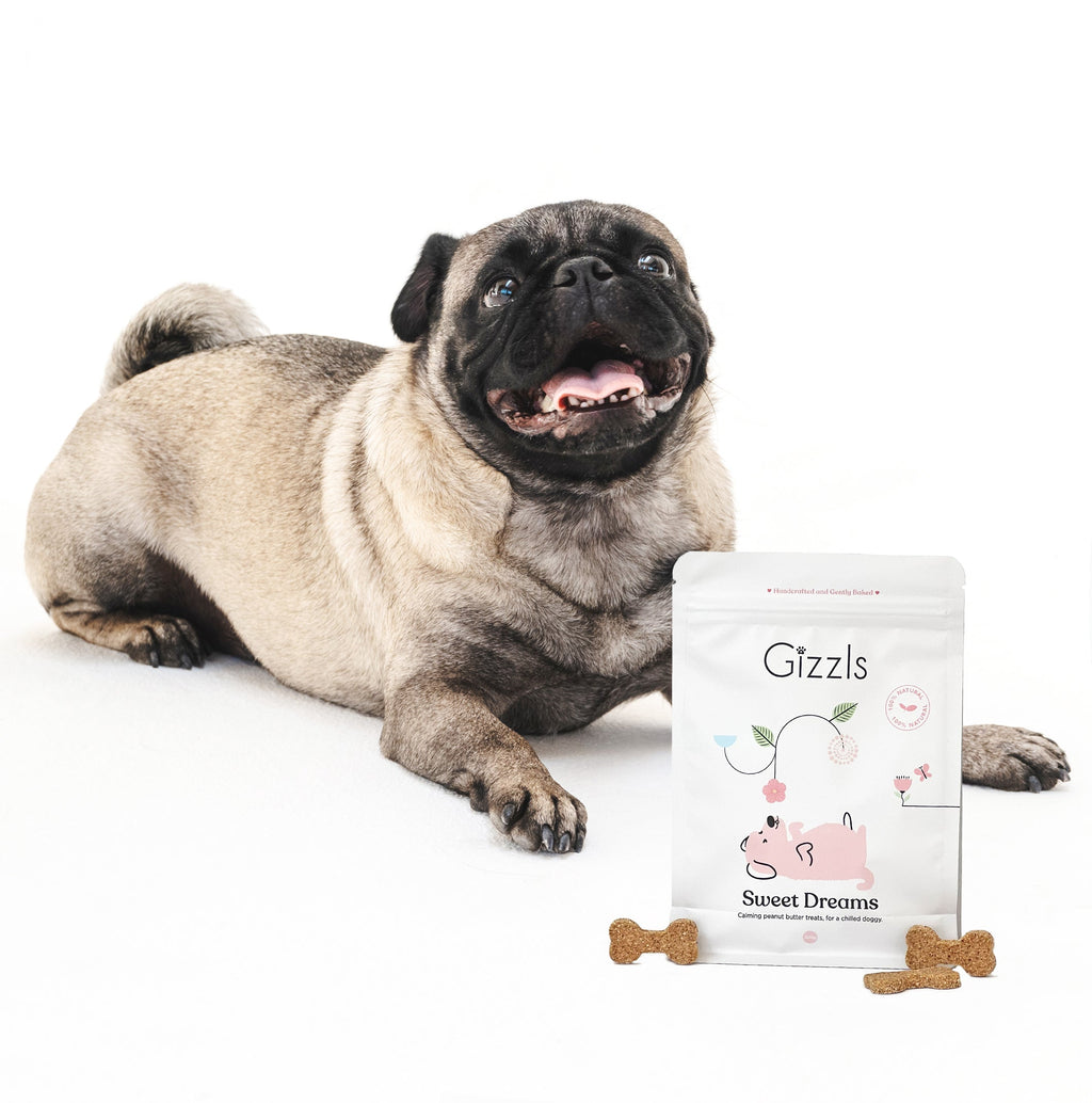 Happy fawn pug lying beside a Sweet Dreams Big Dog Treats pouch and biscuits