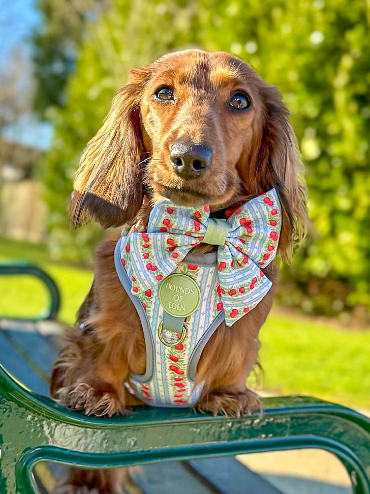 Long-haired dachshund on a park bench in the apple print harness and bow