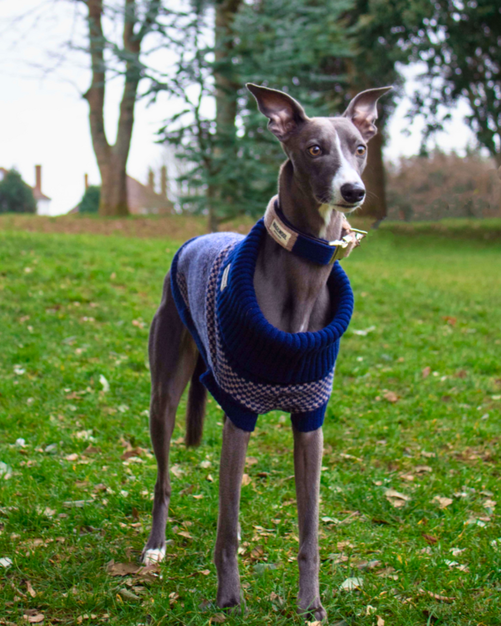 Whippet in a navy check merino jumper standing on grass