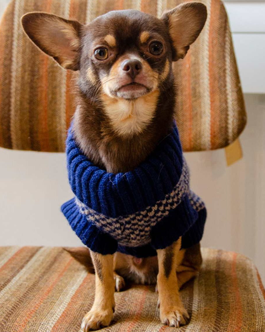 Chihuahua in a navy check merino jumper on a striped chair