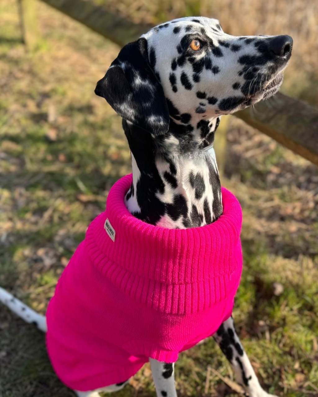 Dalmatian in a bright pink wool jumper sitting outdoors