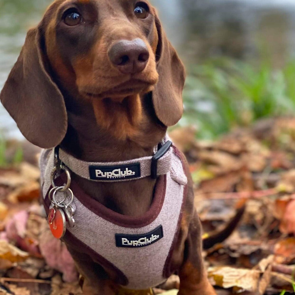 Dachshund in autumn leaves wearing the Brown Tweed Dog Collar and matching harness